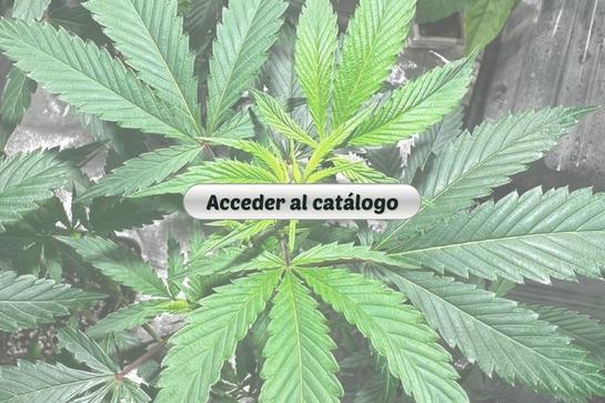 boton para acceder al catalogo de productos de grow