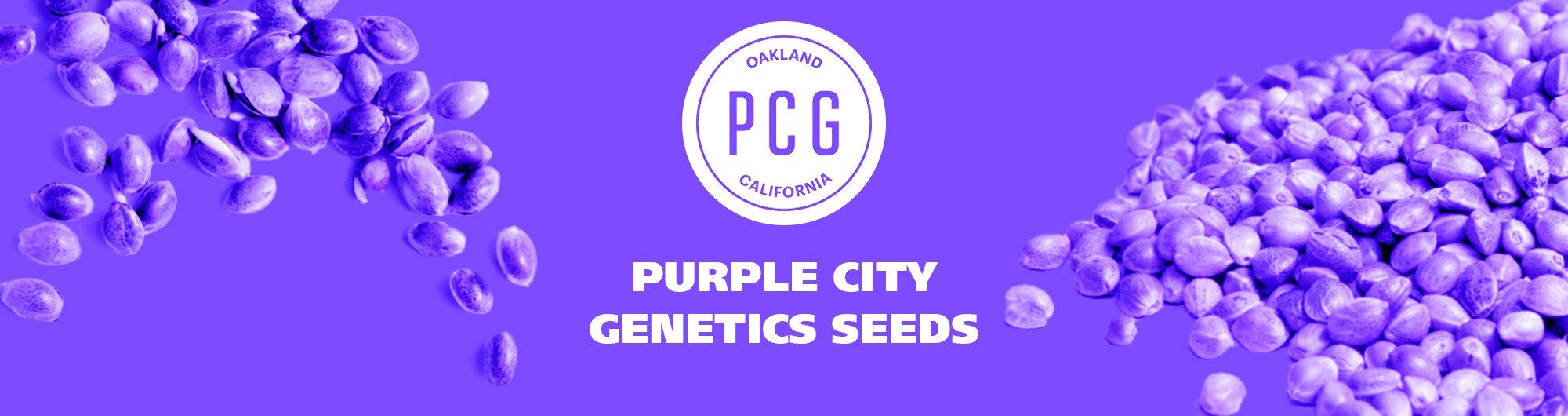 Purple city genetic seeds